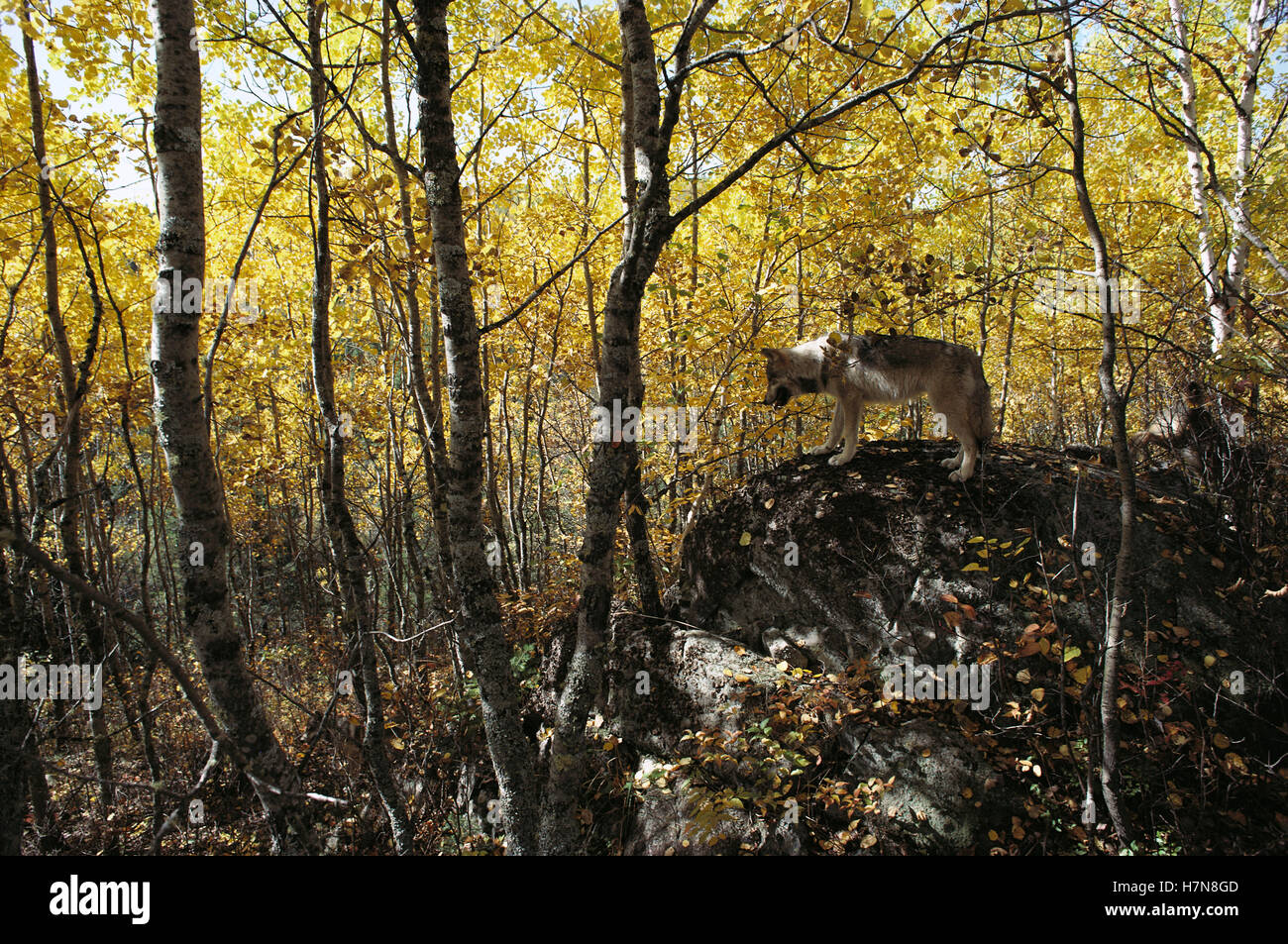 Timber Wolf (Canis lupus) in forest of fall-colored trees, Minnesota ...