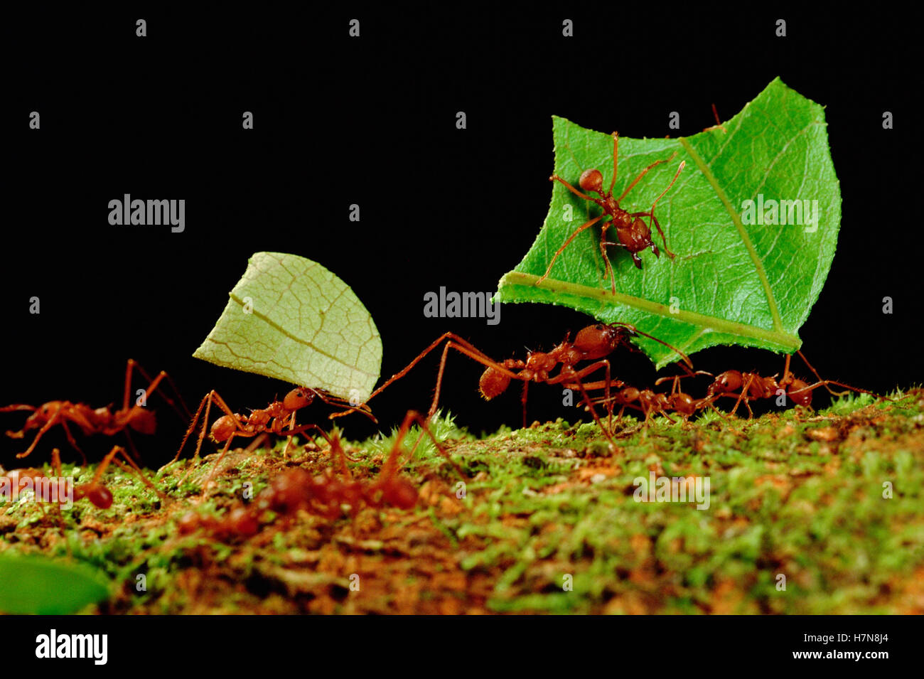 Leafcutter Ant (Atta cephalotes) workers carrying leaves to nest ...