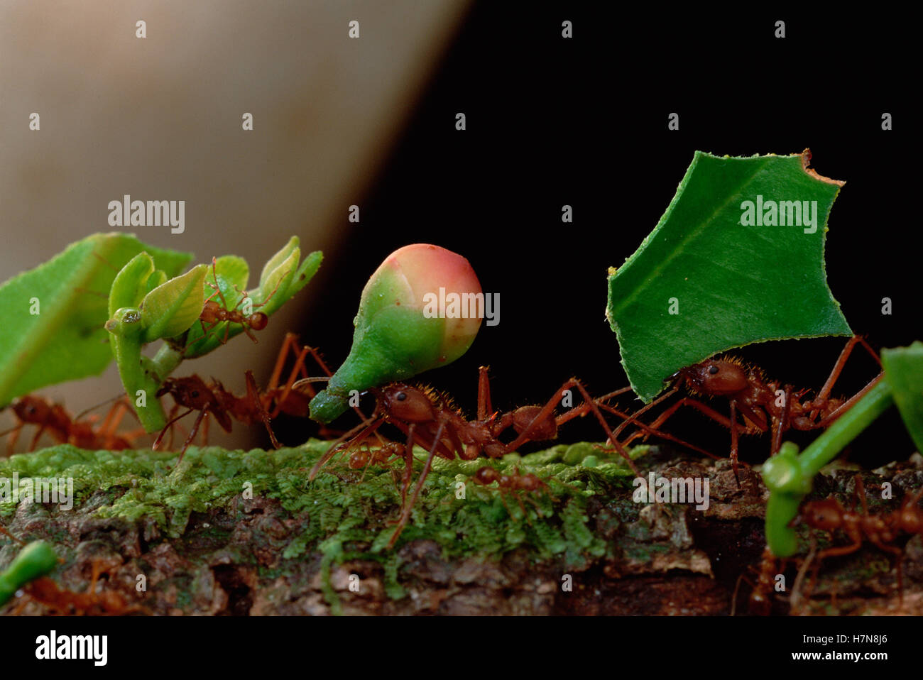 Leafcutter Ant (Atta cephalotes) workers carrying leaves to nest ...