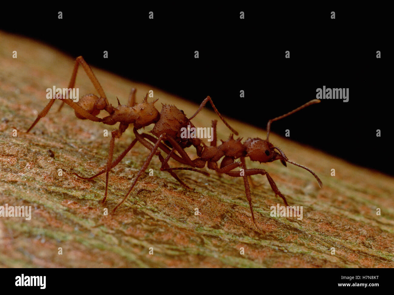 Leafcutter Ant (Atta laevigata) ants identify each other with antenna