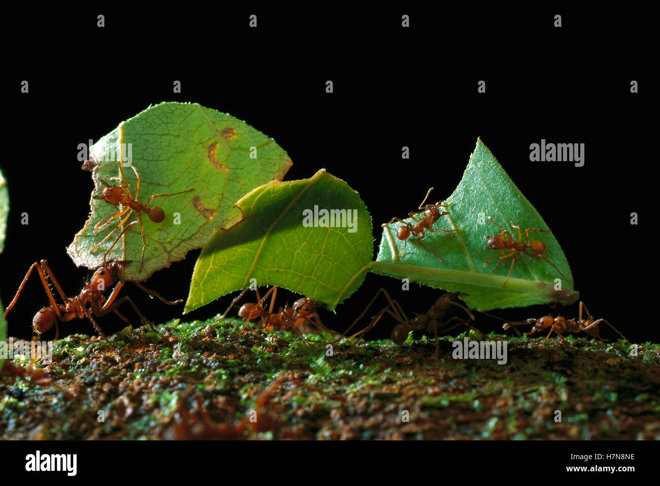 Leafcutter Ant (Atta cephalotes) ants taking leaves to nest, French ...