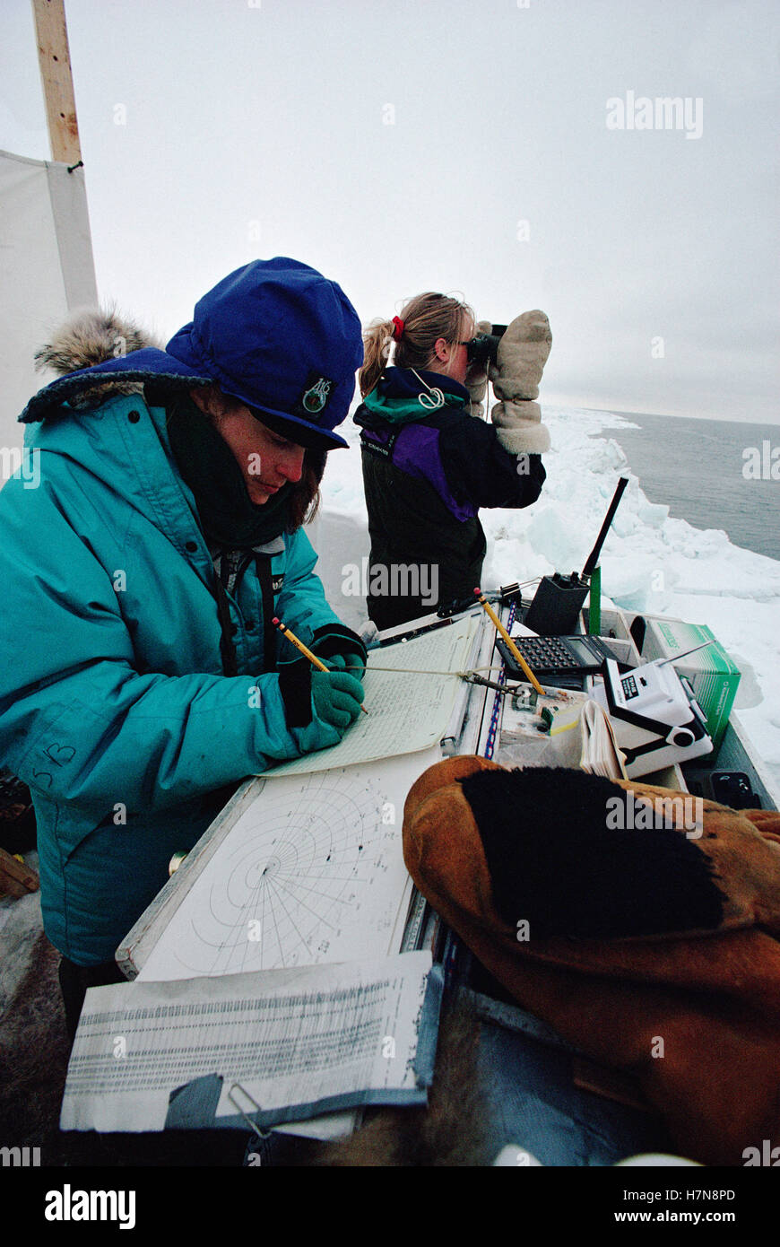 Bowhead Whale (Balaena mysticetus) census team, Barrow, Alaska Stock