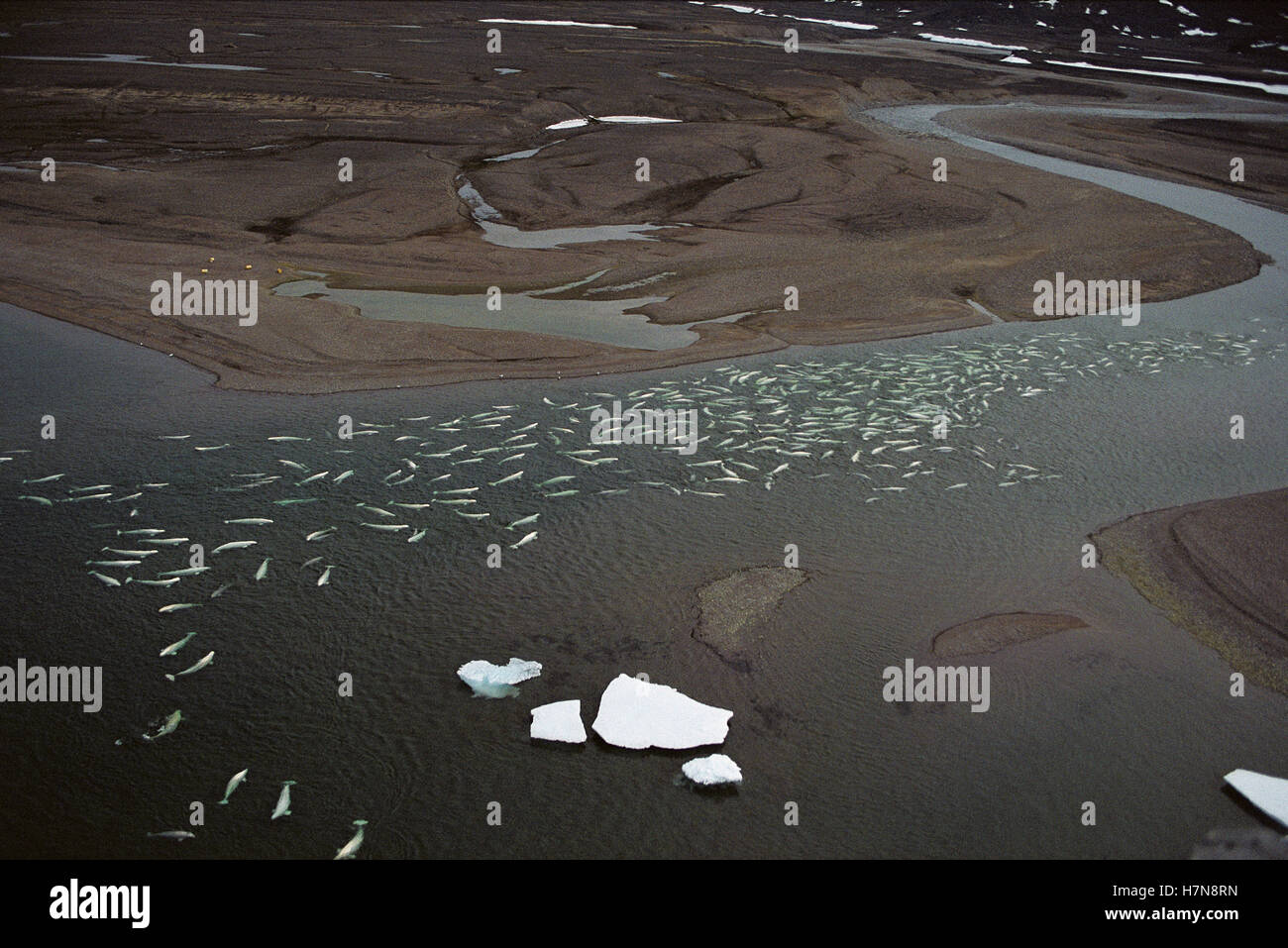 Beluga (Delphinapterus leucas) group swimming and molting in shallow ...