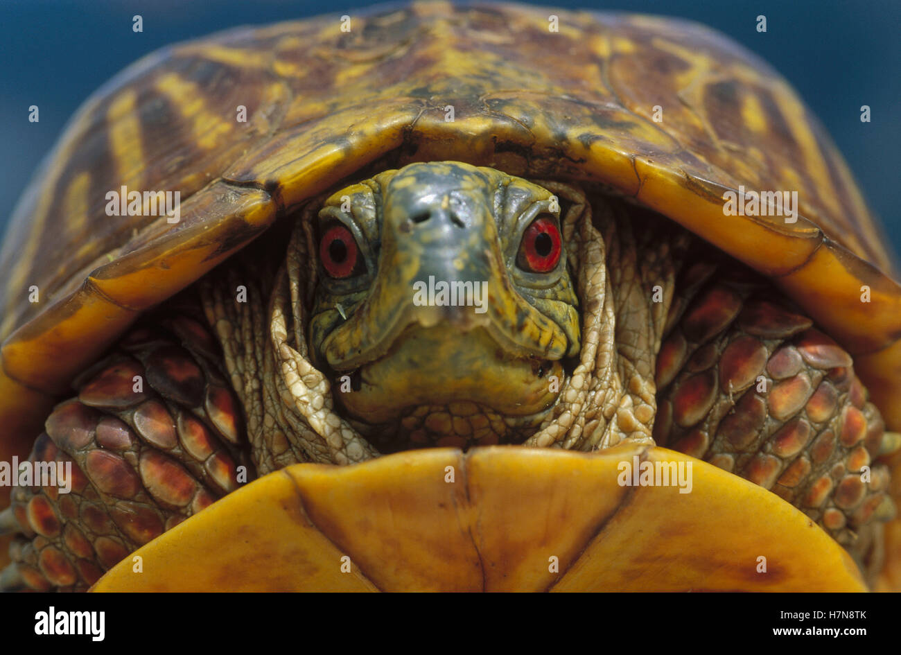 Western Box Turtle (Terrapene ornata) retracted in shell, South Dakota ...