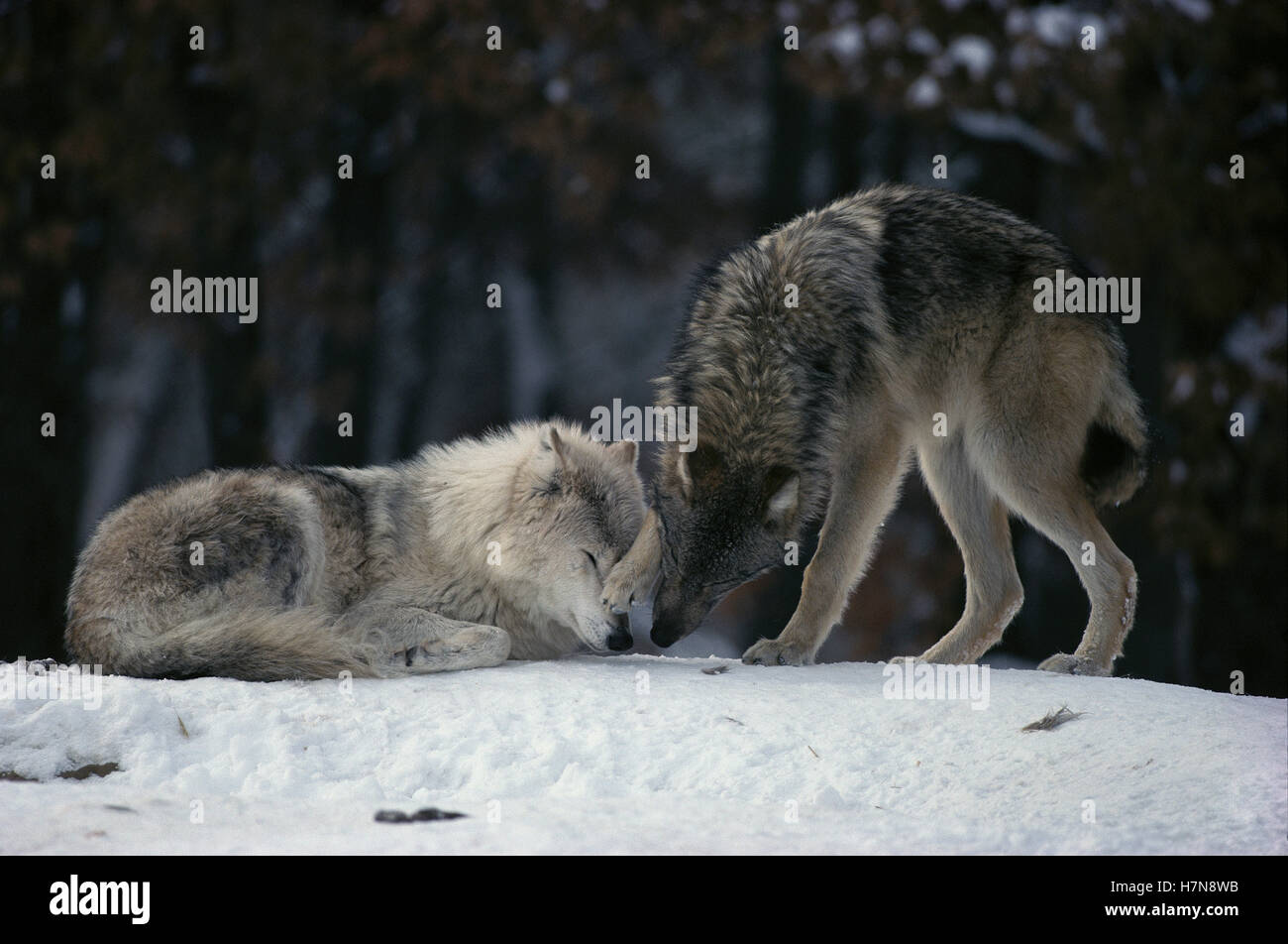 Timberwolve Alpha Timber Wolf (Canis lupus) alpha female resting in snow while yearling ...