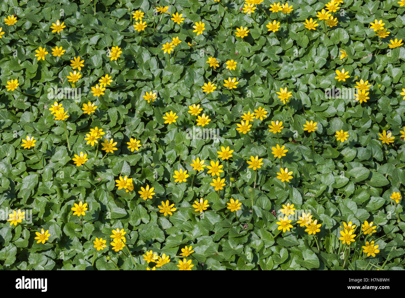 Lesser Celandine (Ficaria verna) aka Fig Buttercup is an introduced invasive species. Carpets floodplains and moist areas.. Stock Photo