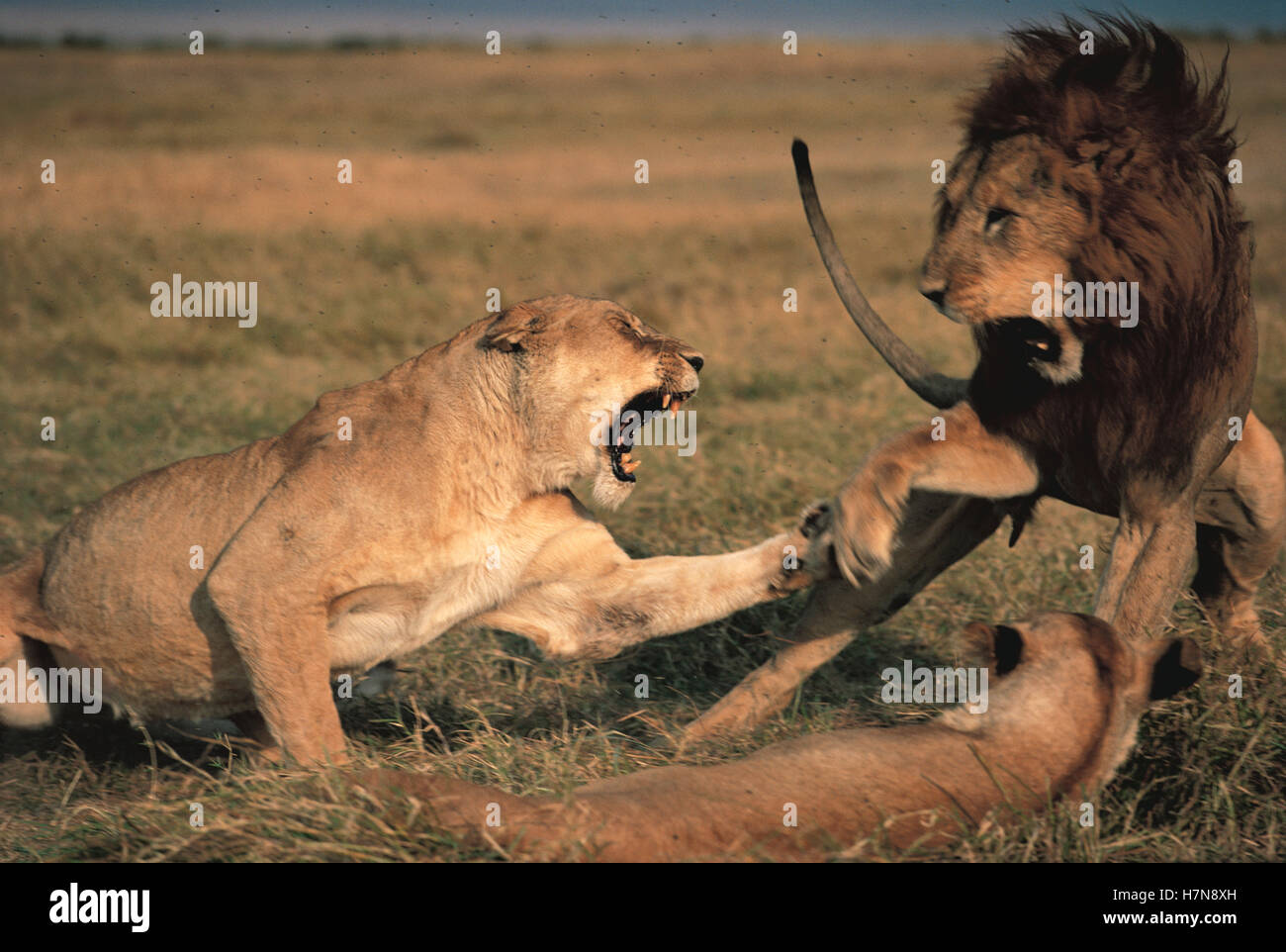 African Lion (Panthera leo) mating pair quarreling, Serengeti National ...
