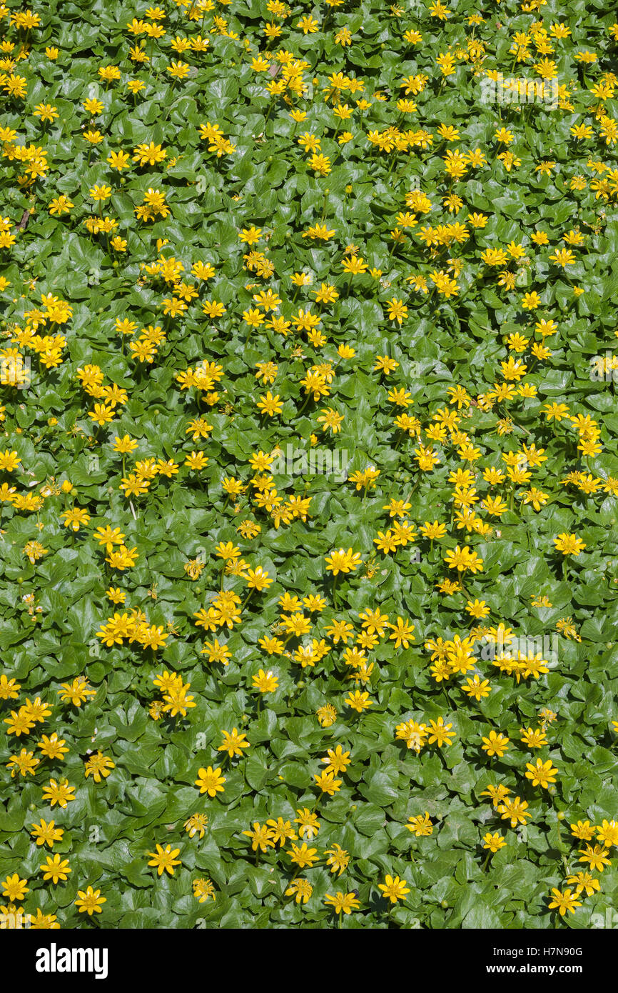 Lesser Celandine (Ficaria verna) aka Fig Buttercup is an introduced invasive species. Carpets floodplains and moist areas.. Stock Photo