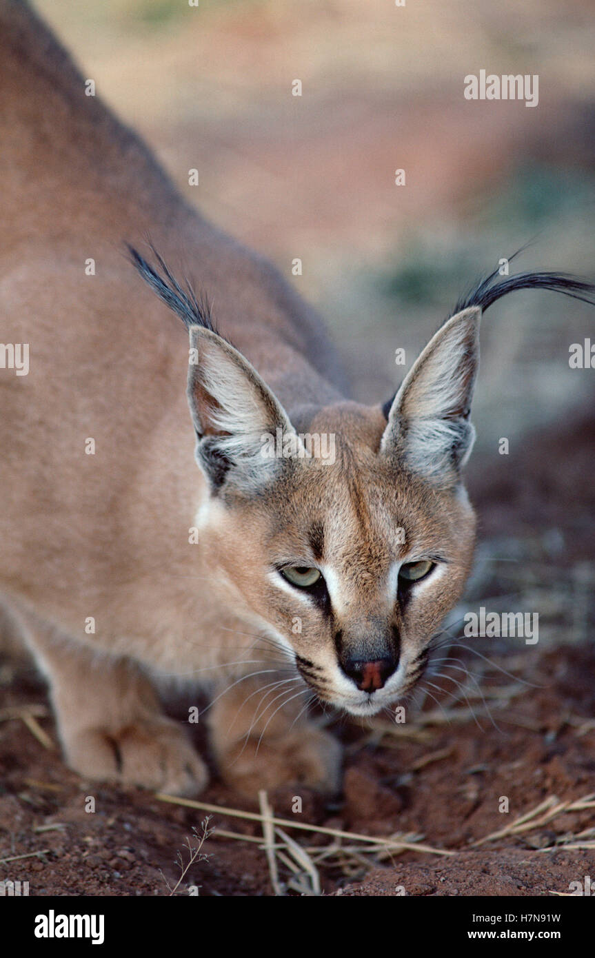 Caracal (Caracal caracal) portrait, Namibia Stock Photo Alamy