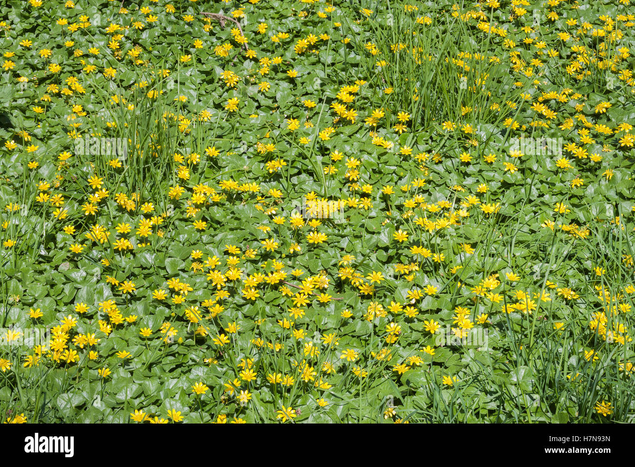 Lesser Celandine (Ficaria verna) aka Fig Buttercup is an introduced invasive species. Carpets floodplains and moist areas. Stock Photo