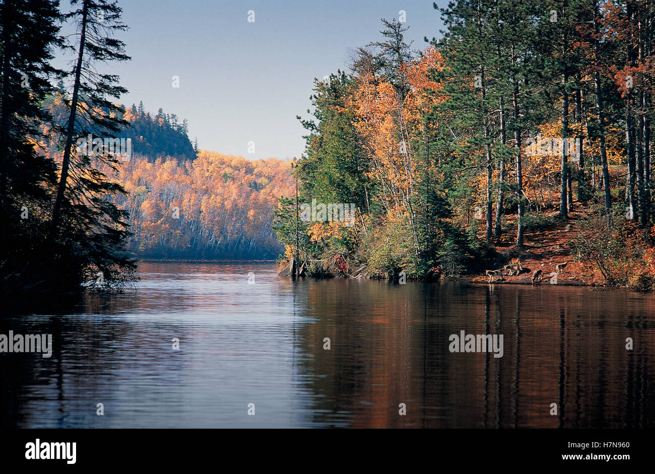 Timber Wolf (Canis lupus) pack along water's edge, Moose Lake, Boundary