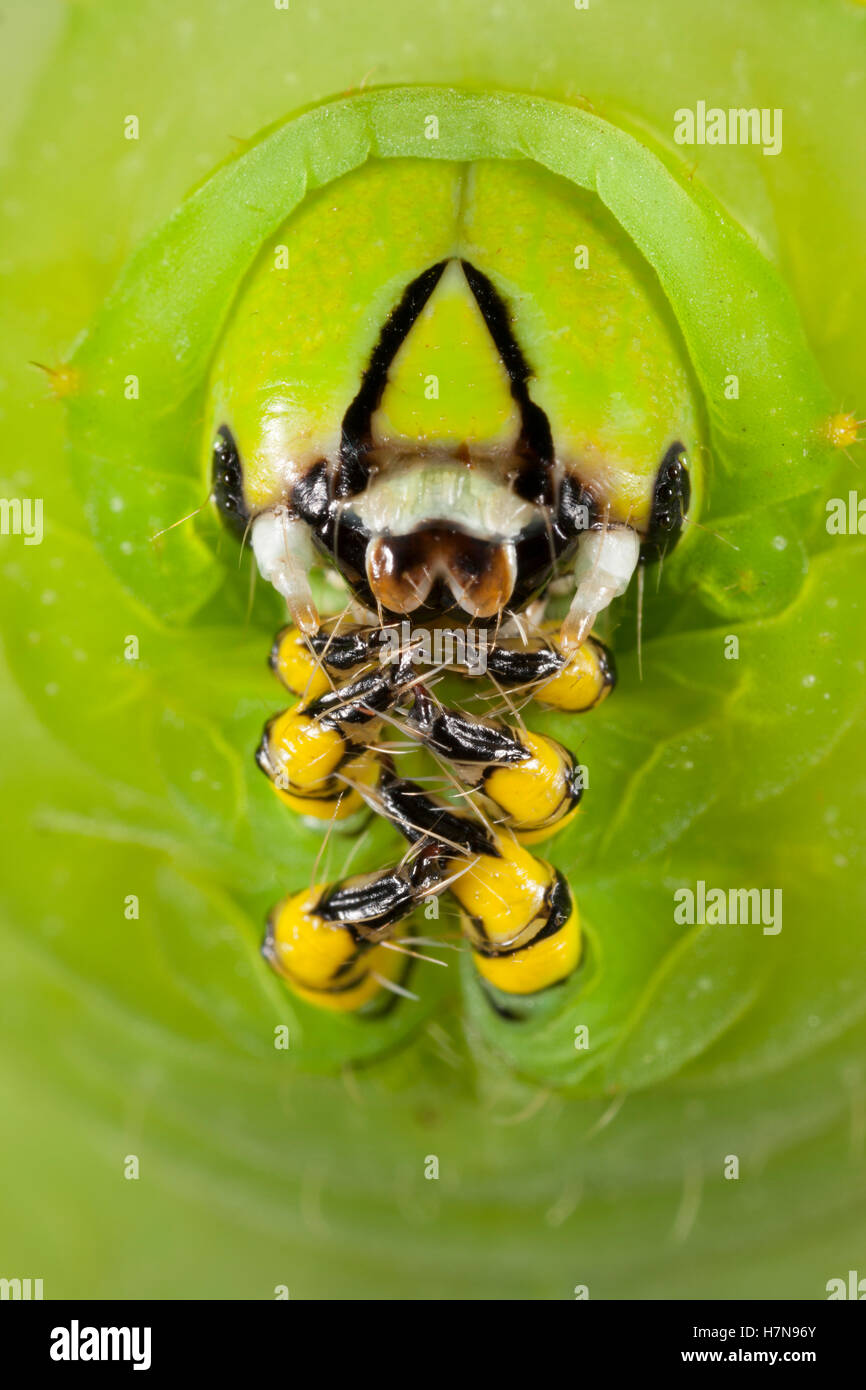 Forbes Silkmoth (Rothschilida lebeau forbesi) Macro photograph showing the  thoracic legs and mandibles of a 5th instar larva. Stock Photo