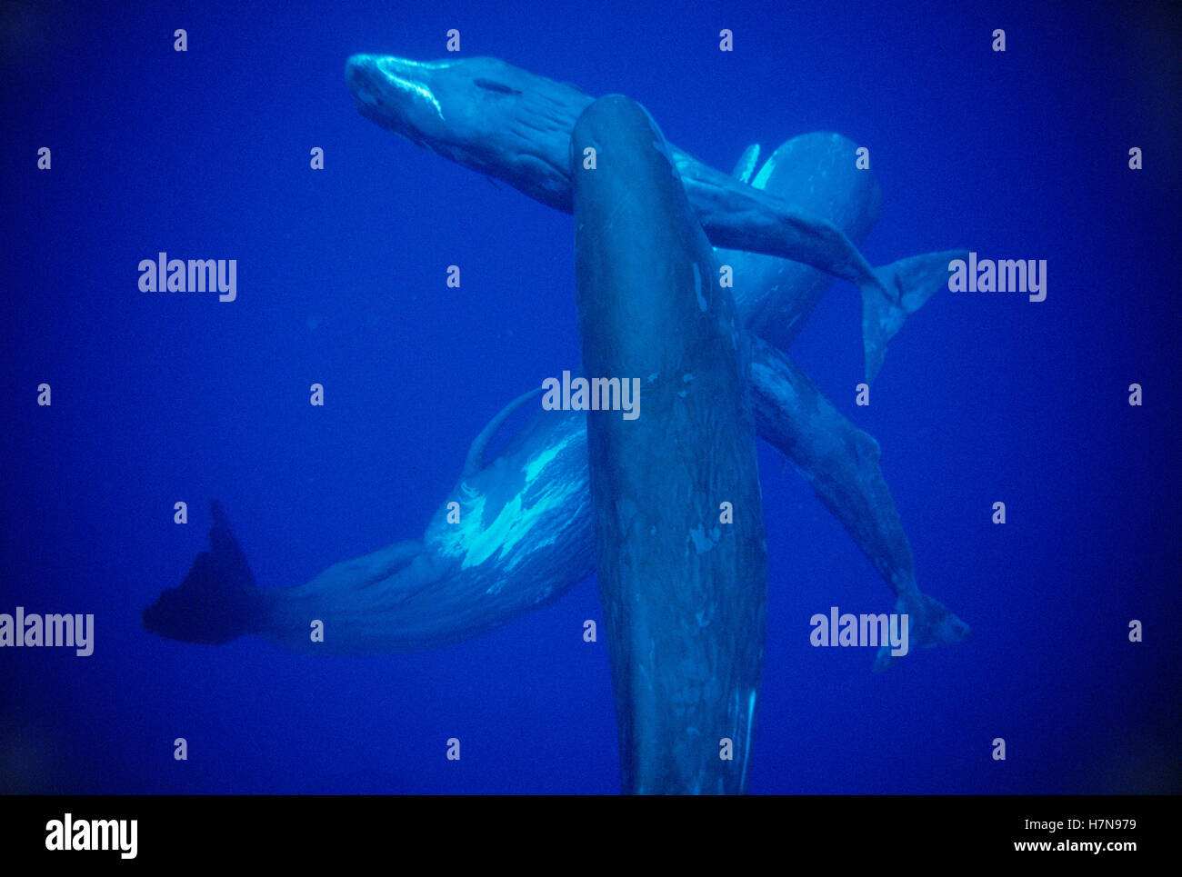 Sperm Whale (Physeter macrocephalus) male with mixed group of females ...