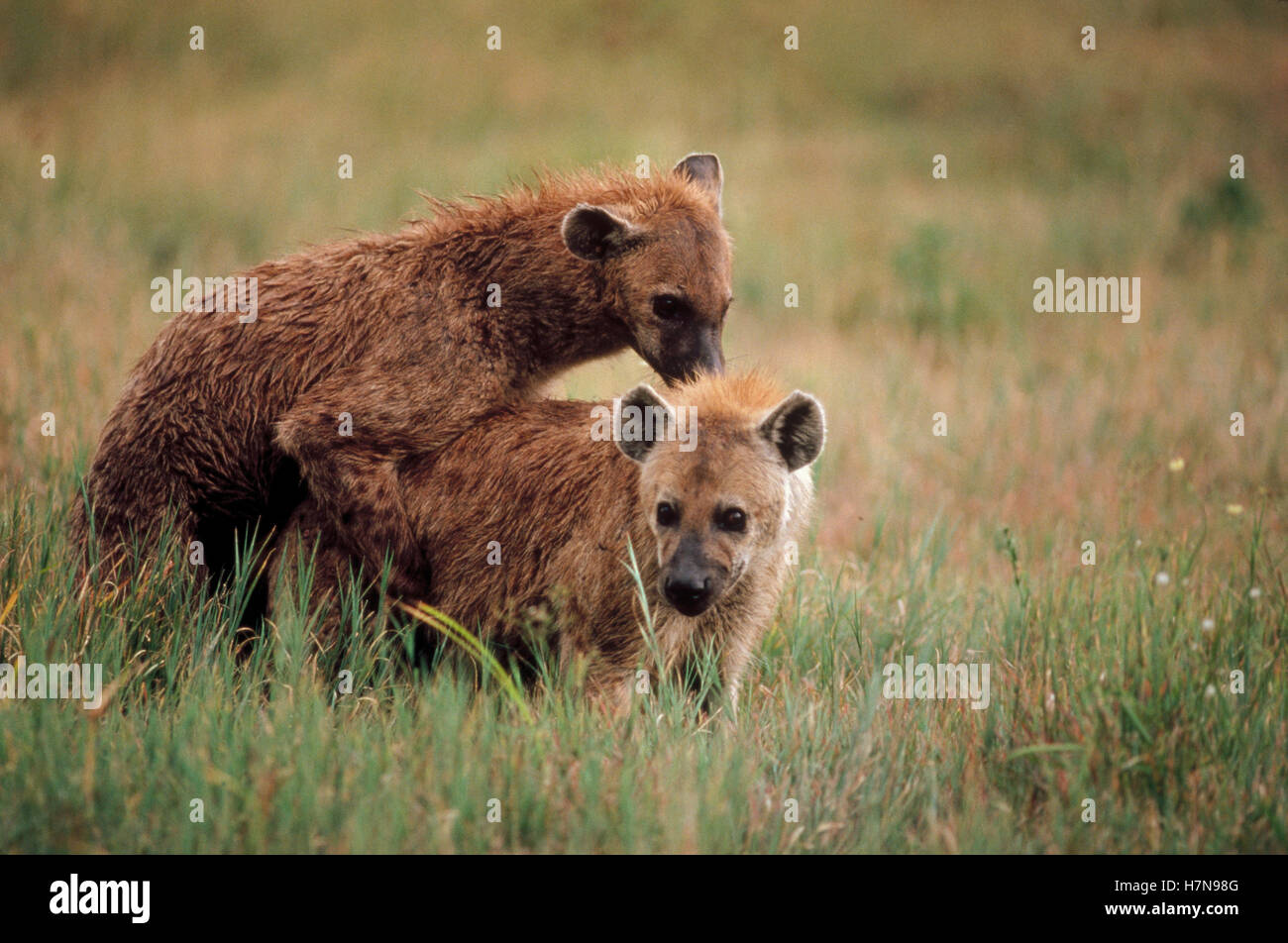 Spotted Hyena (Crocuta crocuta) couple mating, Serengeti Stock Photo