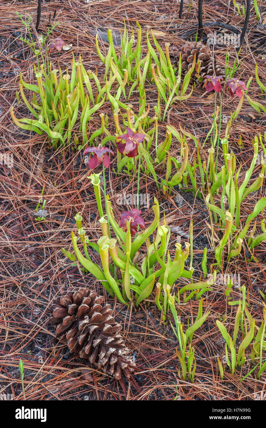Alabama Canebrake Pitcher Plant (Sarracenia rubra ssp alabamensis).  Pitchers and blossoms in spring at Roberta Case Pine Hills  Stock Photo