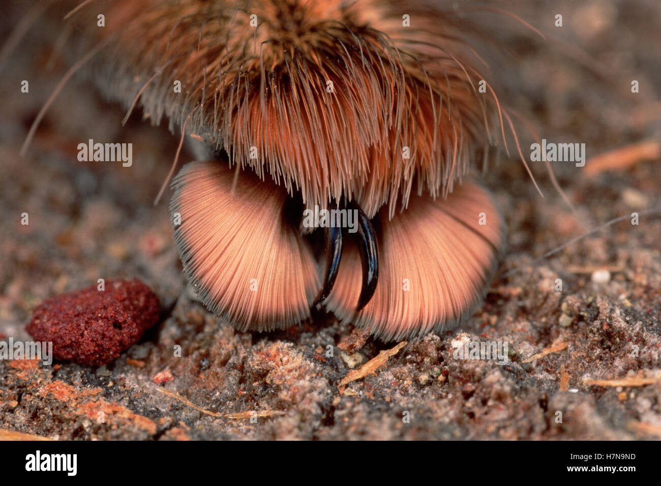 Feather Leg Baboon Tarantula (Stromatapelma griseipus) tarsal pad with visible claws, Ivory Coast, Gulf of Guinea, West Africa Stock Photo