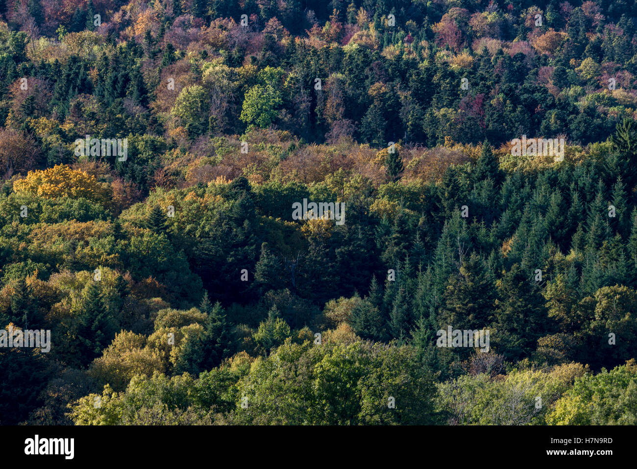 Autumn colored mixed deciduous forest, Divonne les Bains, Auvergne-Rhône-Alpes, France Stock Photo