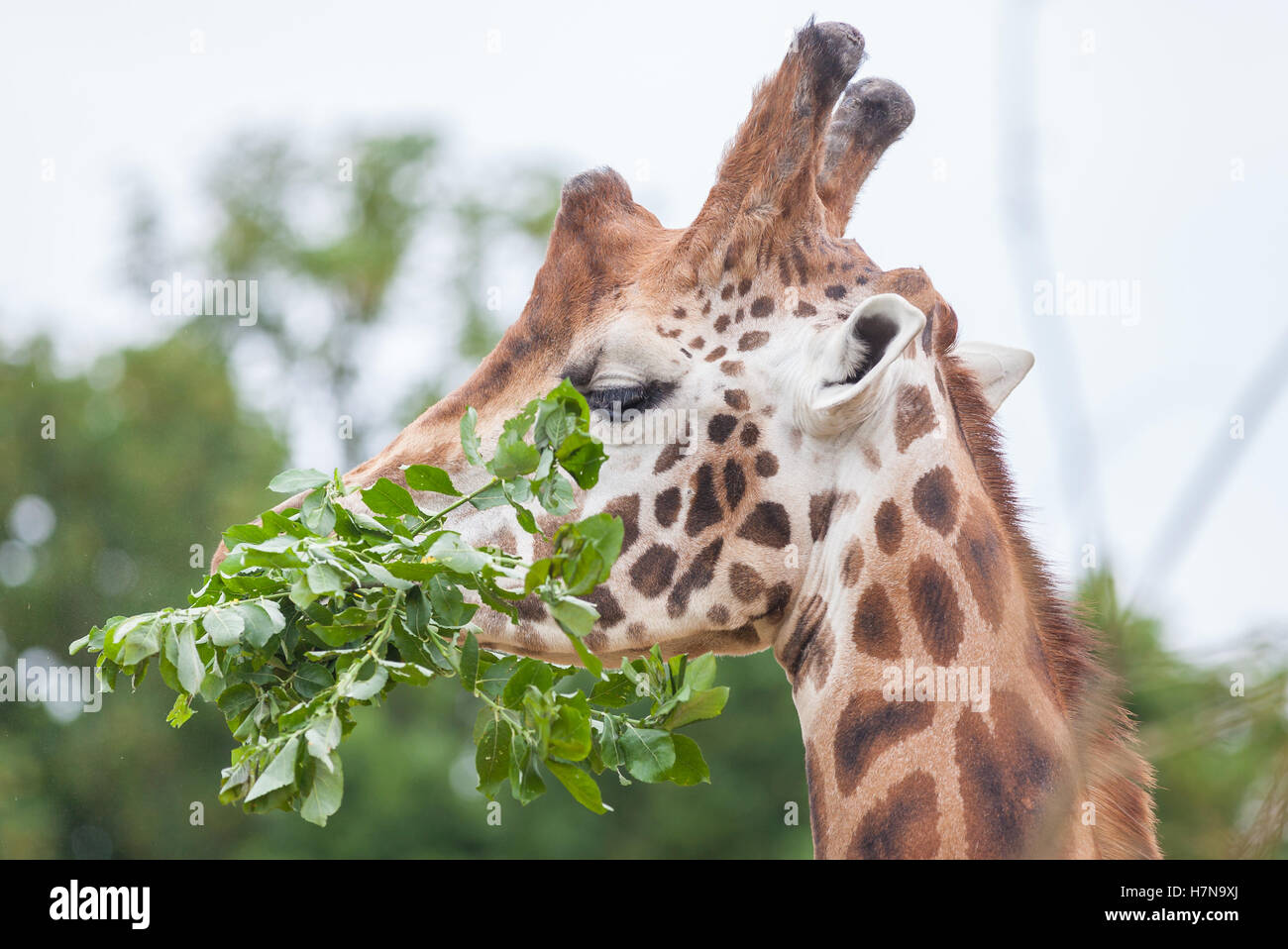 Giraffe eating a leaves from tree Stock Photo