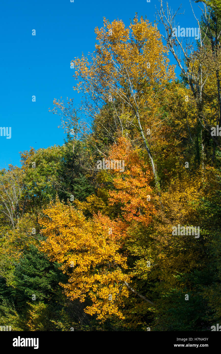 Autumn colored mixed deciduous forest, Divonne les Bains, Auvergne-Rhône-Alpes, France Stock Photo