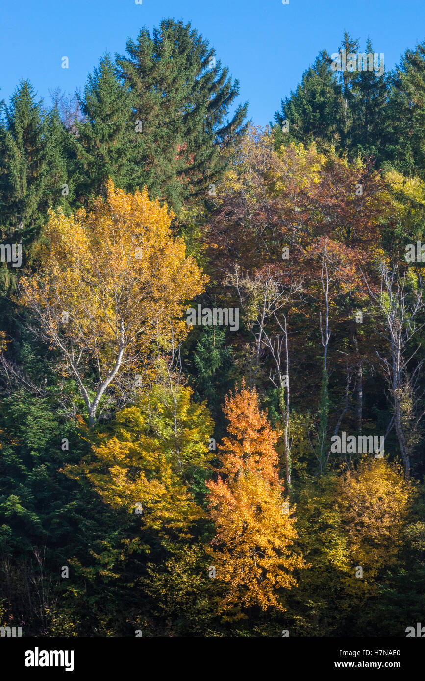 Autumn colored mixed deciduous forest, Divonne les Bains, Auvergne-Rhône-Alpes, France Stock Photo