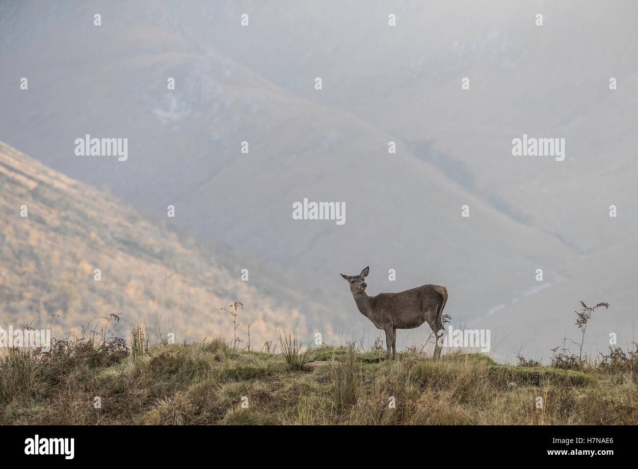 A deer at Glen Etive in Scotland Stock Photo