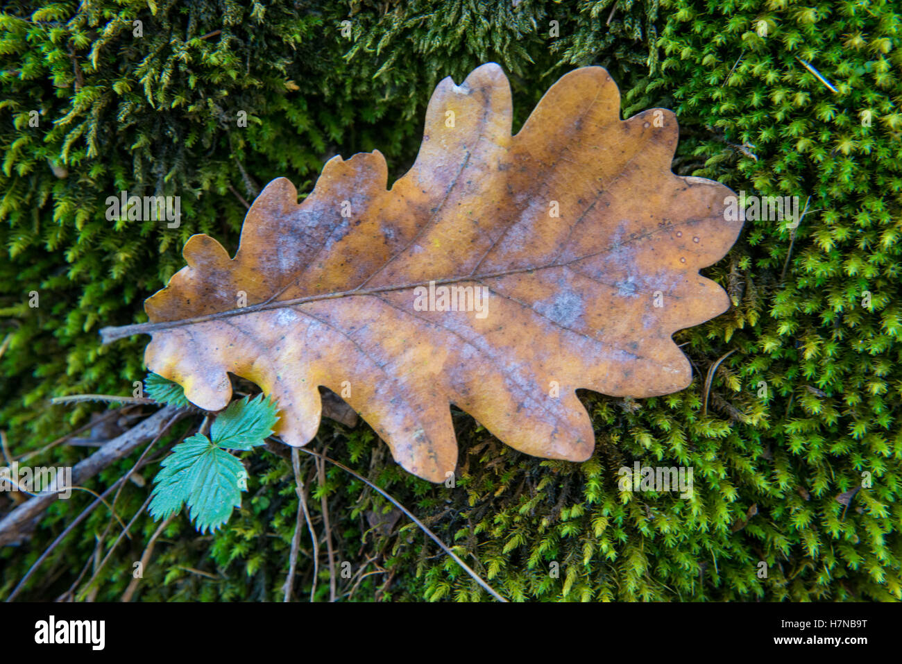 Single withered leaf hi-res stock photography and images - Alamy