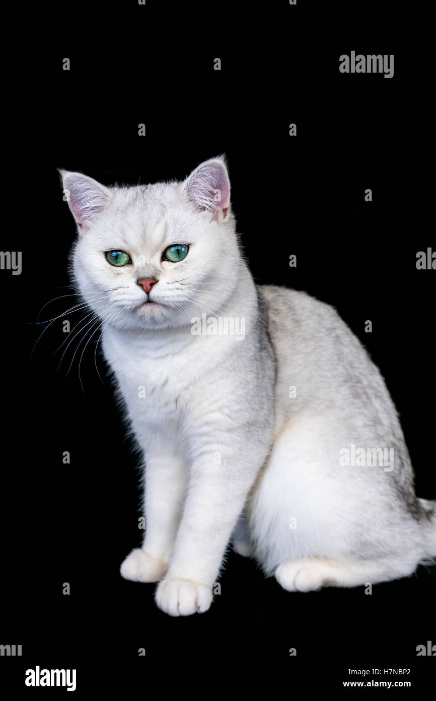Black silver shaded British short hair cat isolated on black background Stock Photo