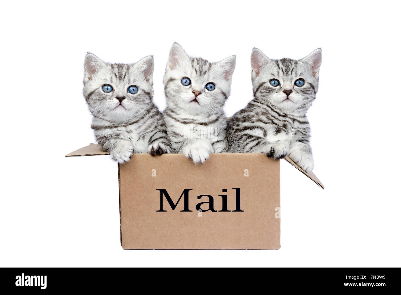 Young black silver tabby cats in cardboard box isolated on white background Stock Photo