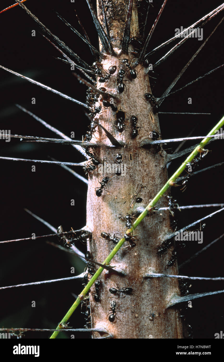 Ants together with the plant's spines guards a Rattan Palm, Singapore Stock Photo Alamy