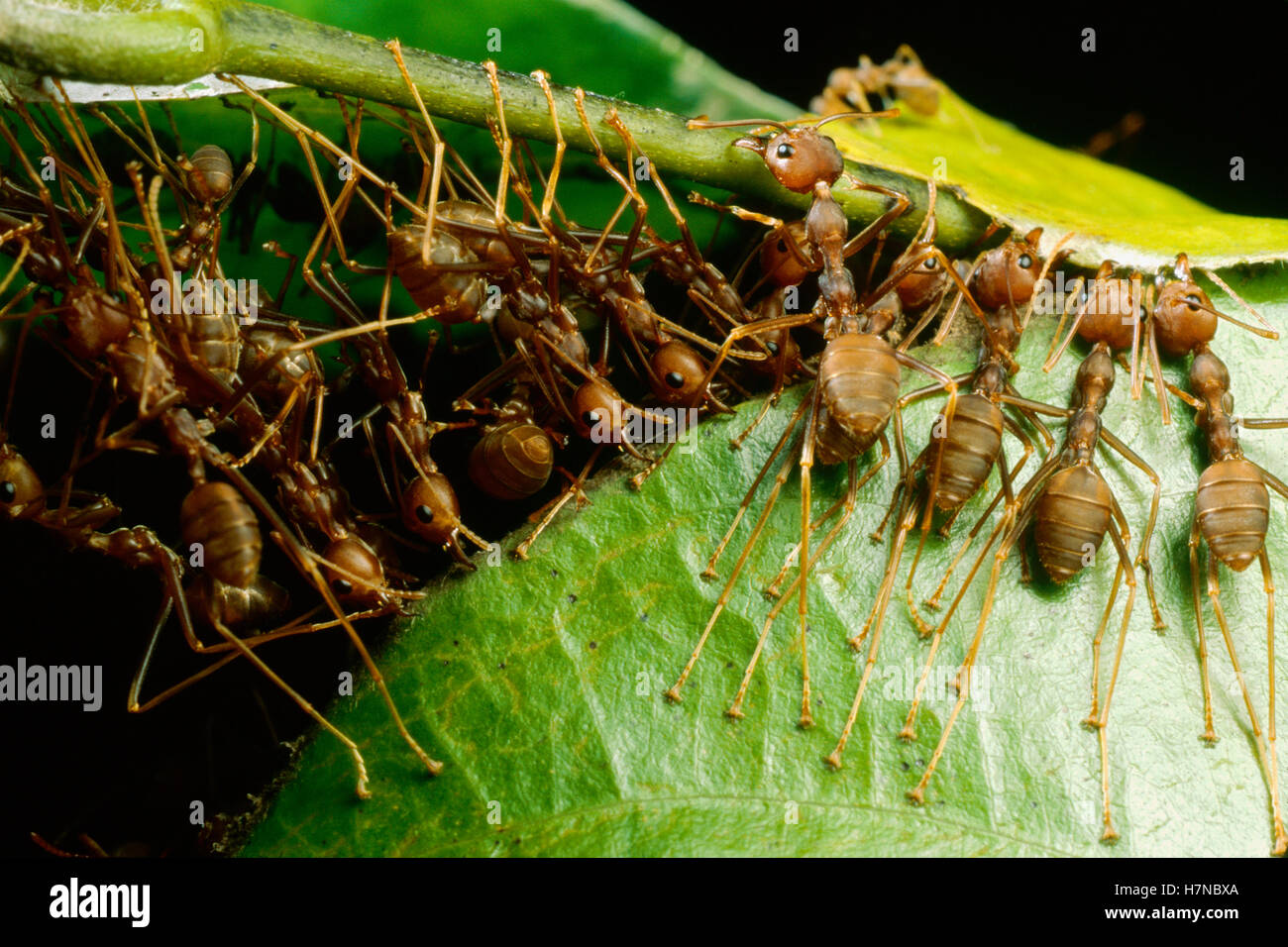 Weaver Ant (Oecophylla longinoda) group grab an adjacent leaf and stem ...