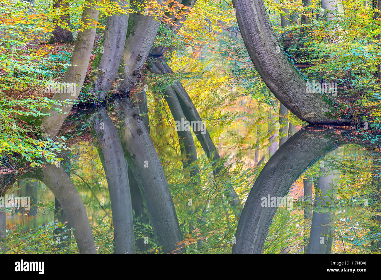 Autumn tree trunks with mirror image in european forest brook Stock Photo