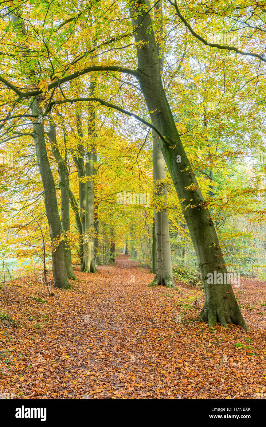 Footpath in forest covered with fallen beech leaves in autumn season Stock Photo
