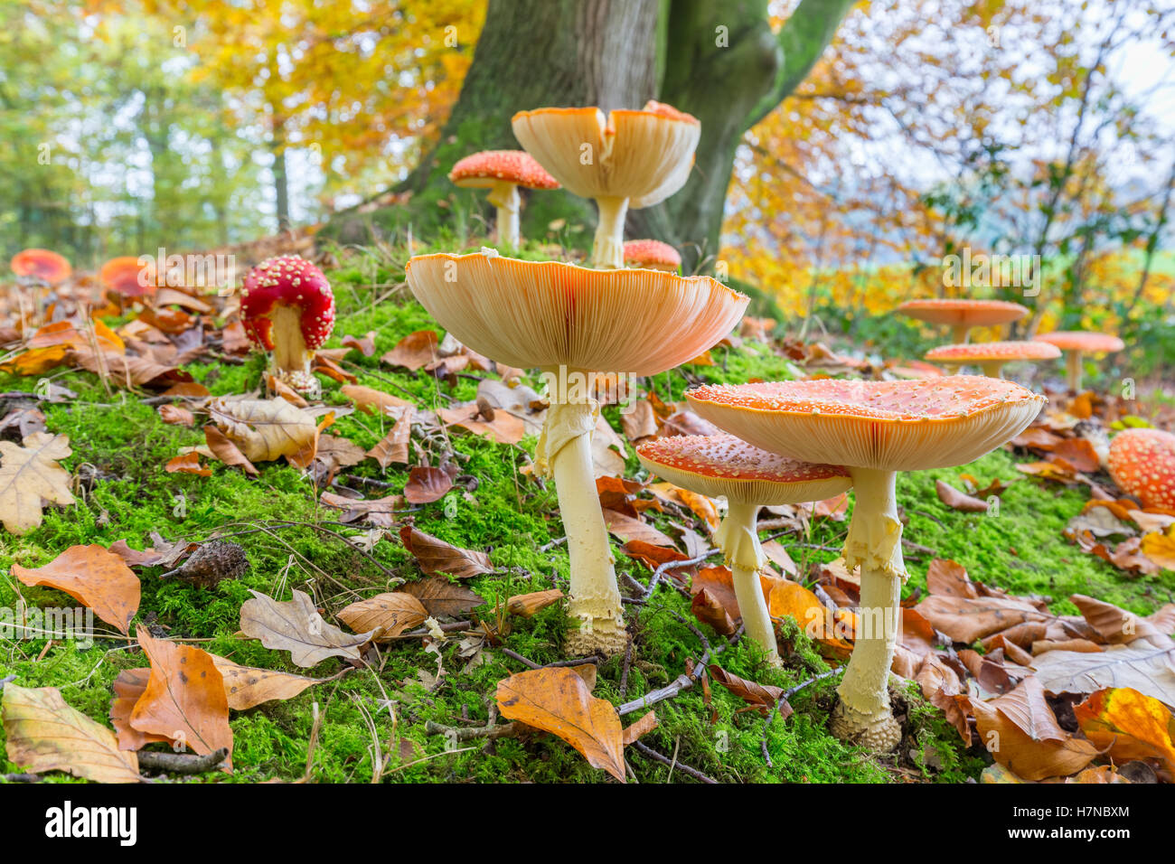 Forest floor with fly agaric and fallen leaves in autumn season Stock Photo