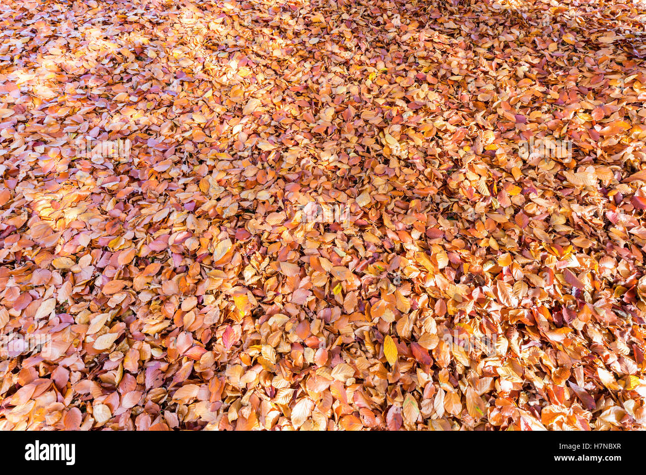 Ground covered with brown beech tree leaves in fall season Stock Photo