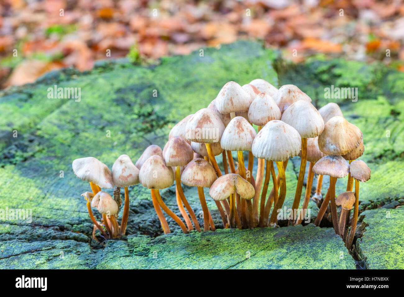 Group of mushrooms on green tree trunk in autumn season Stock Photo