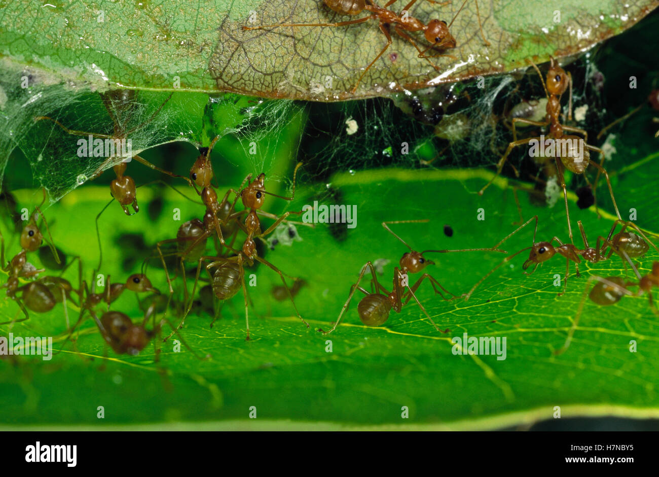 Weaver Ant (Oecophylla longinoda) group using mandibles and silk to ...