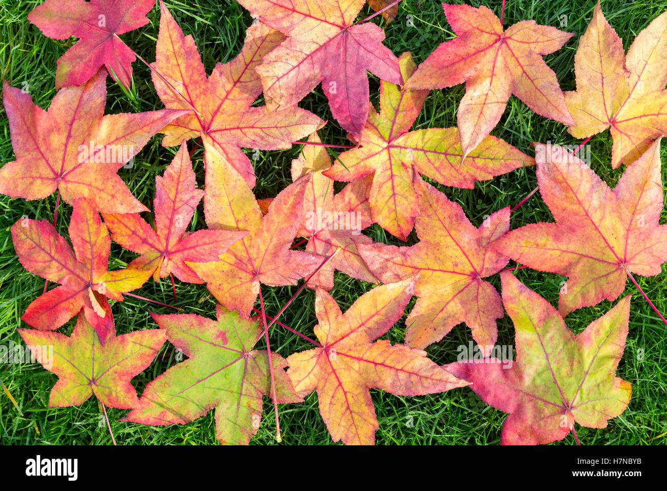 Many colorful fall acer leaves on green grass outside Stock Photo