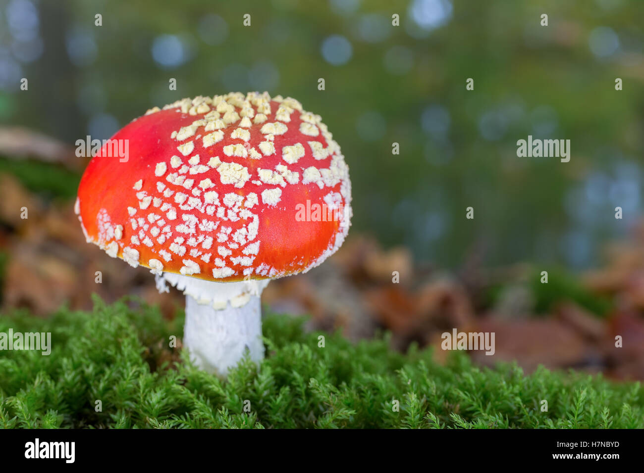 One fly agaric with green moss in autumn season Stock Photo