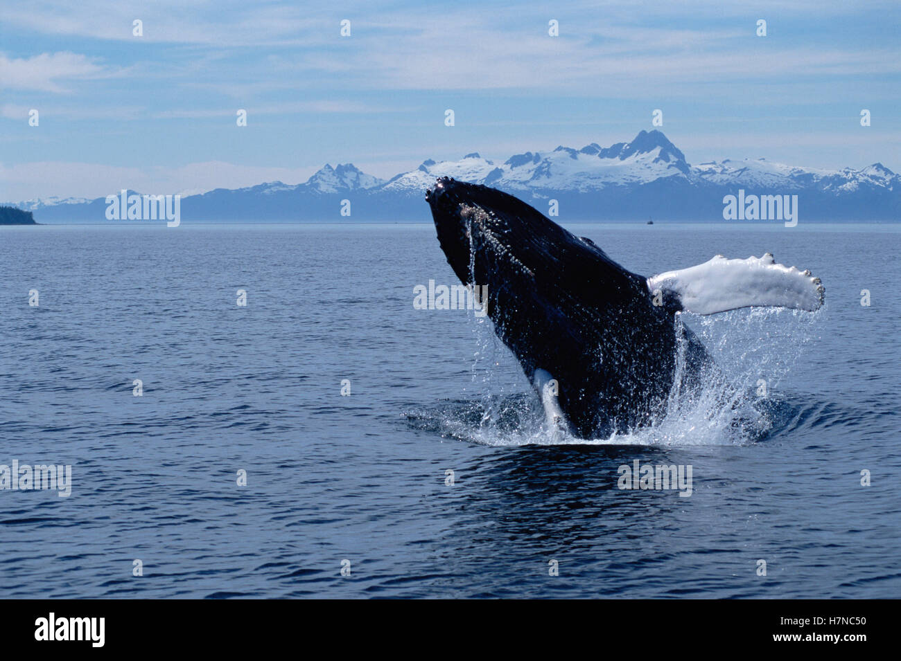 Humpback Whale (Megaptera novaeangliae) breaching, Southeast Alaska