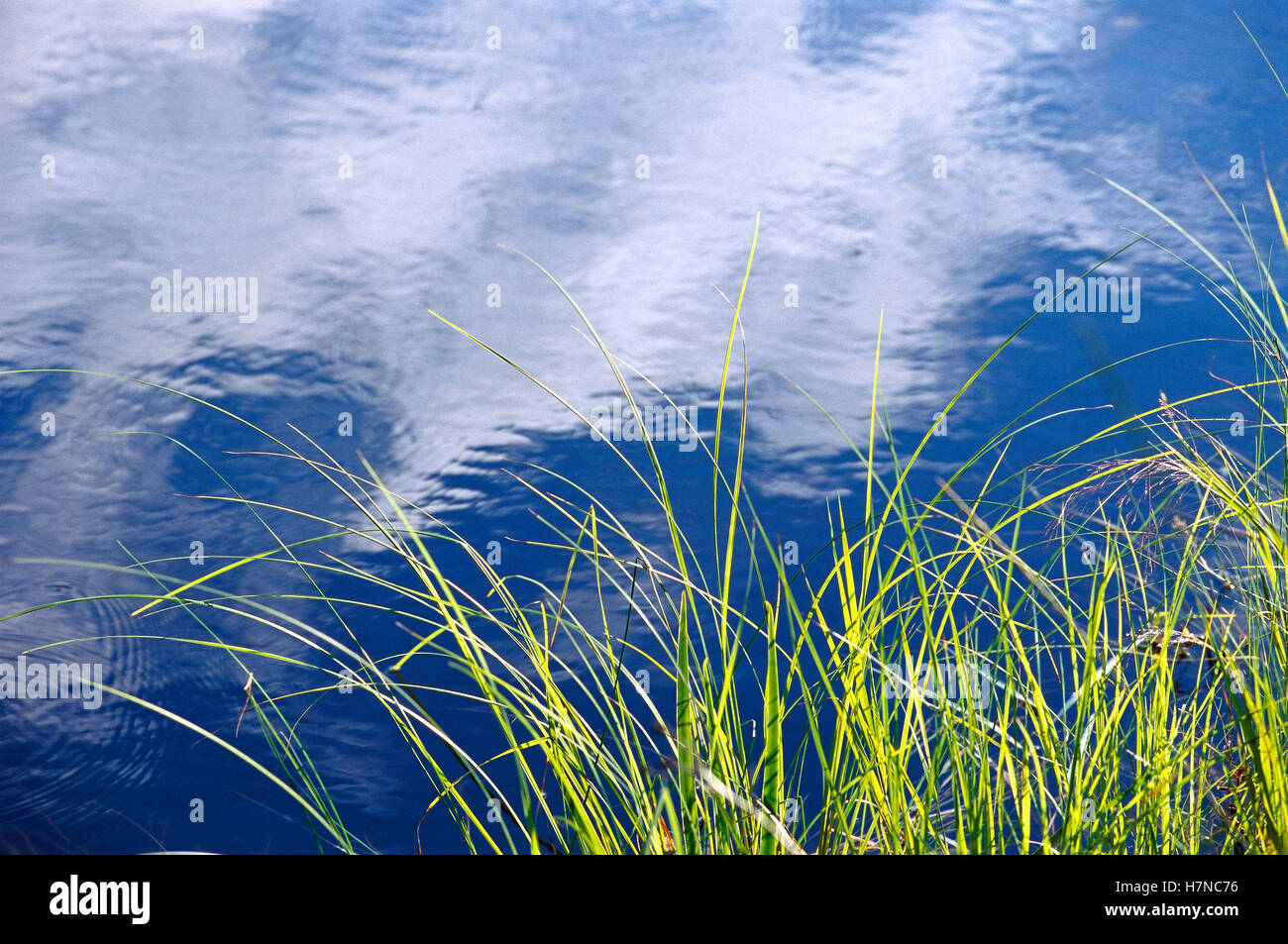 Grass at waters edge and clouds reflecting in water, Boundary Waters