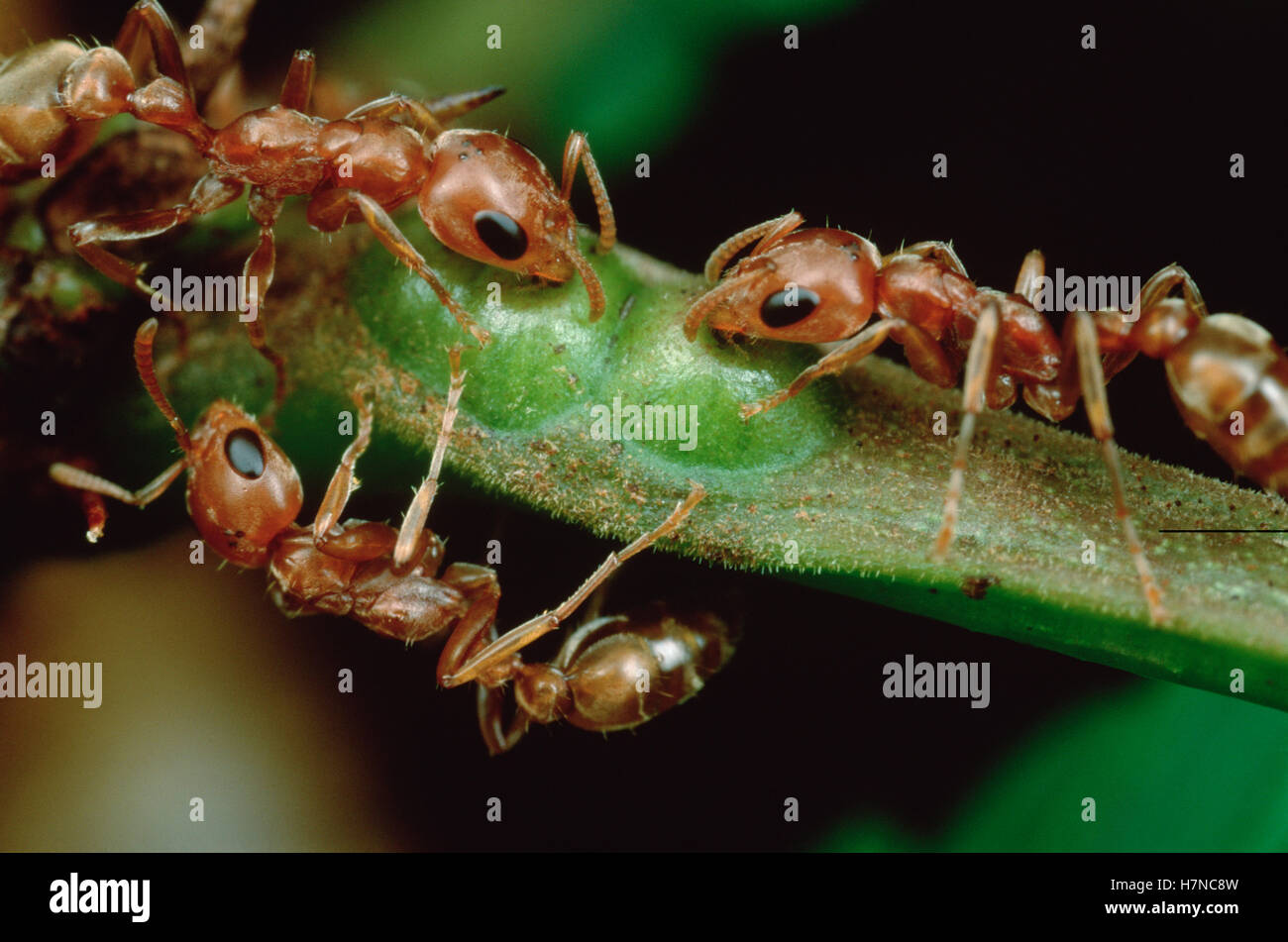 Ant (Pseudomyrmex sp) group drink nectar from Whistling Thorn (Acacia