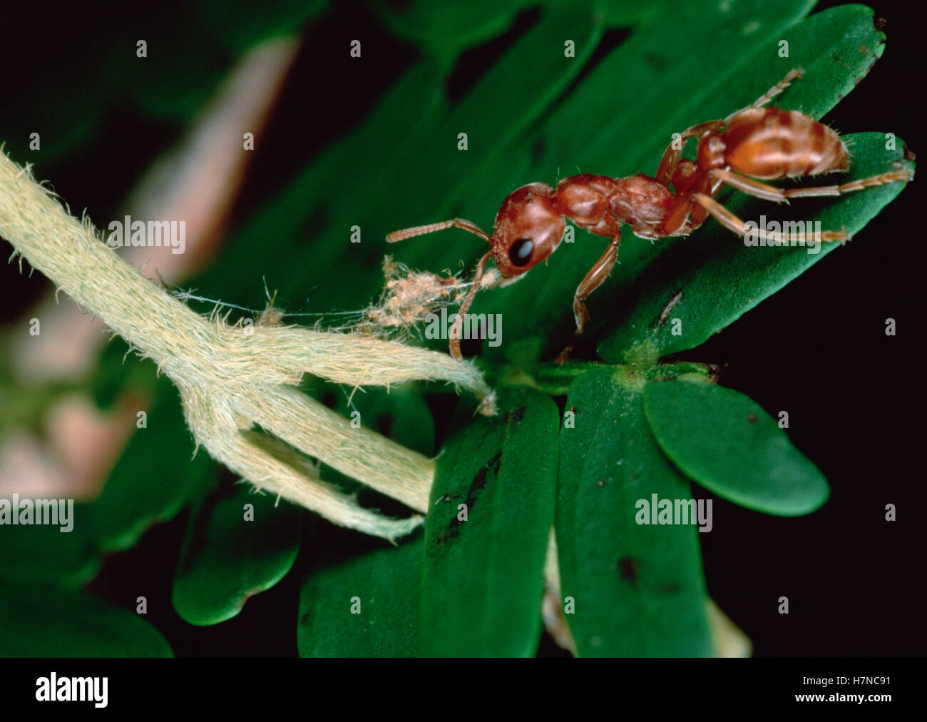 Ant (Pseudomyrmex sp) rips apart a vine that grips leaves of its host ...