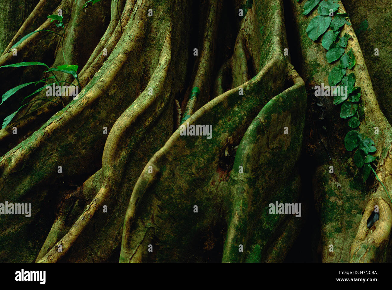 Buttressed tree roots supporting the tropical rainforest canopy ...