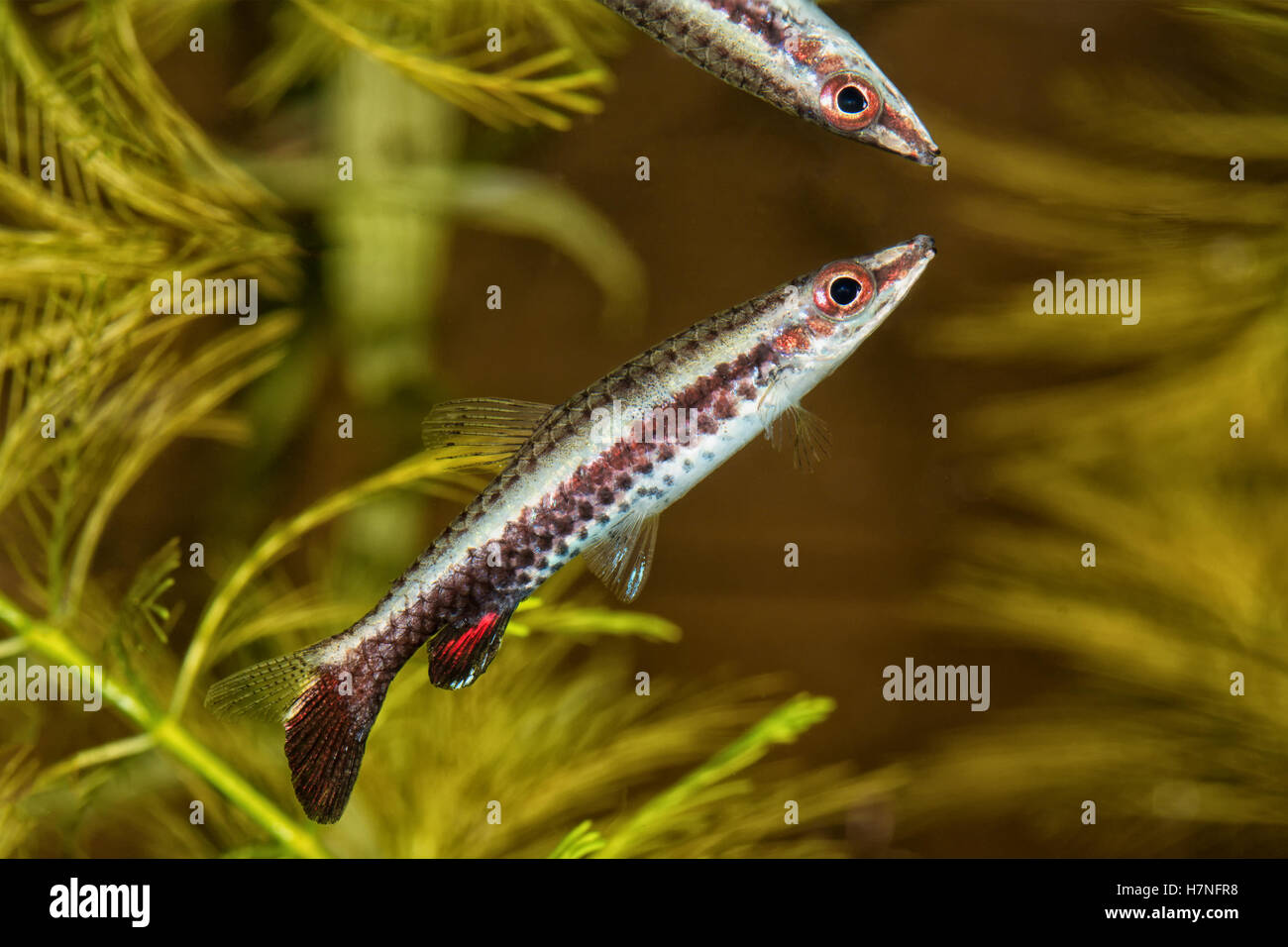 Portrait of freshwater pencil fish (Nannostomus eques) in aquarium Stock Photo
