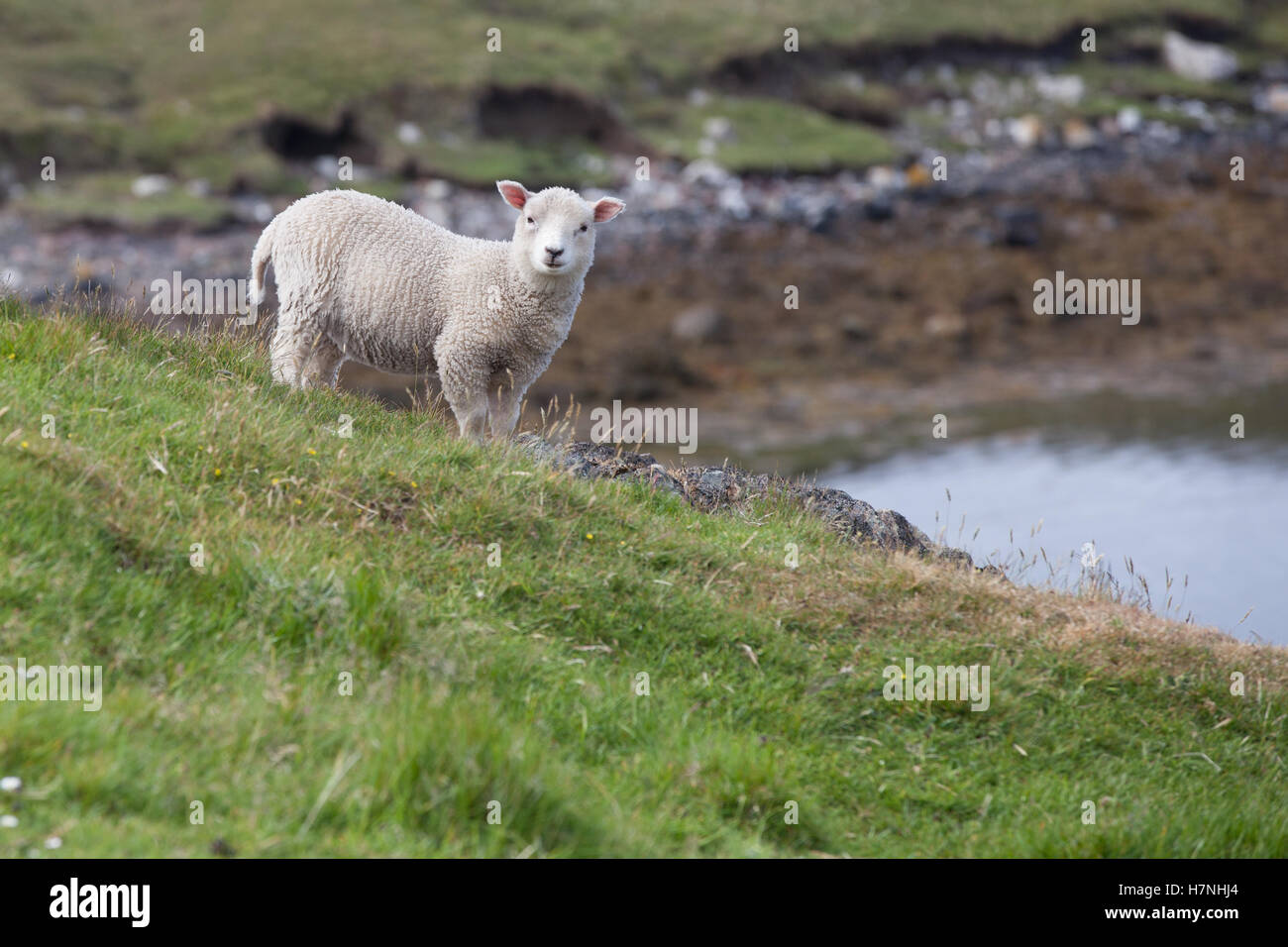 Sheep at Mavis Grind, Shetland Stock Photo