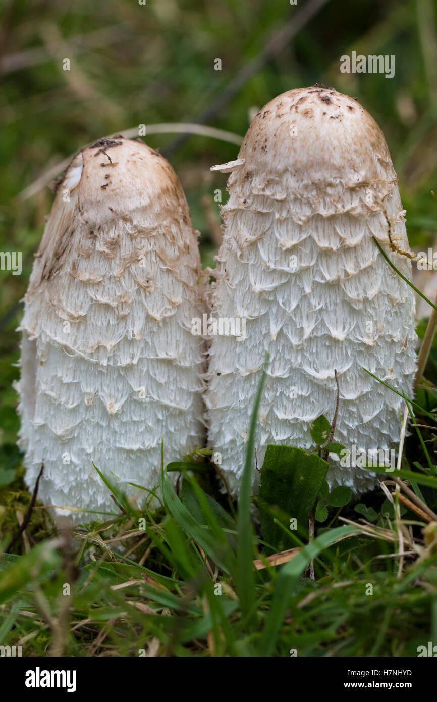 Shaggy Inkcap / Lawyers Wig mushrooms Stock Photo