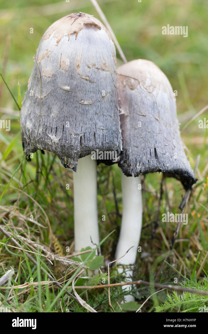 Shaggy Inkcap / Lawyers Wig mushrooms Stock Photo