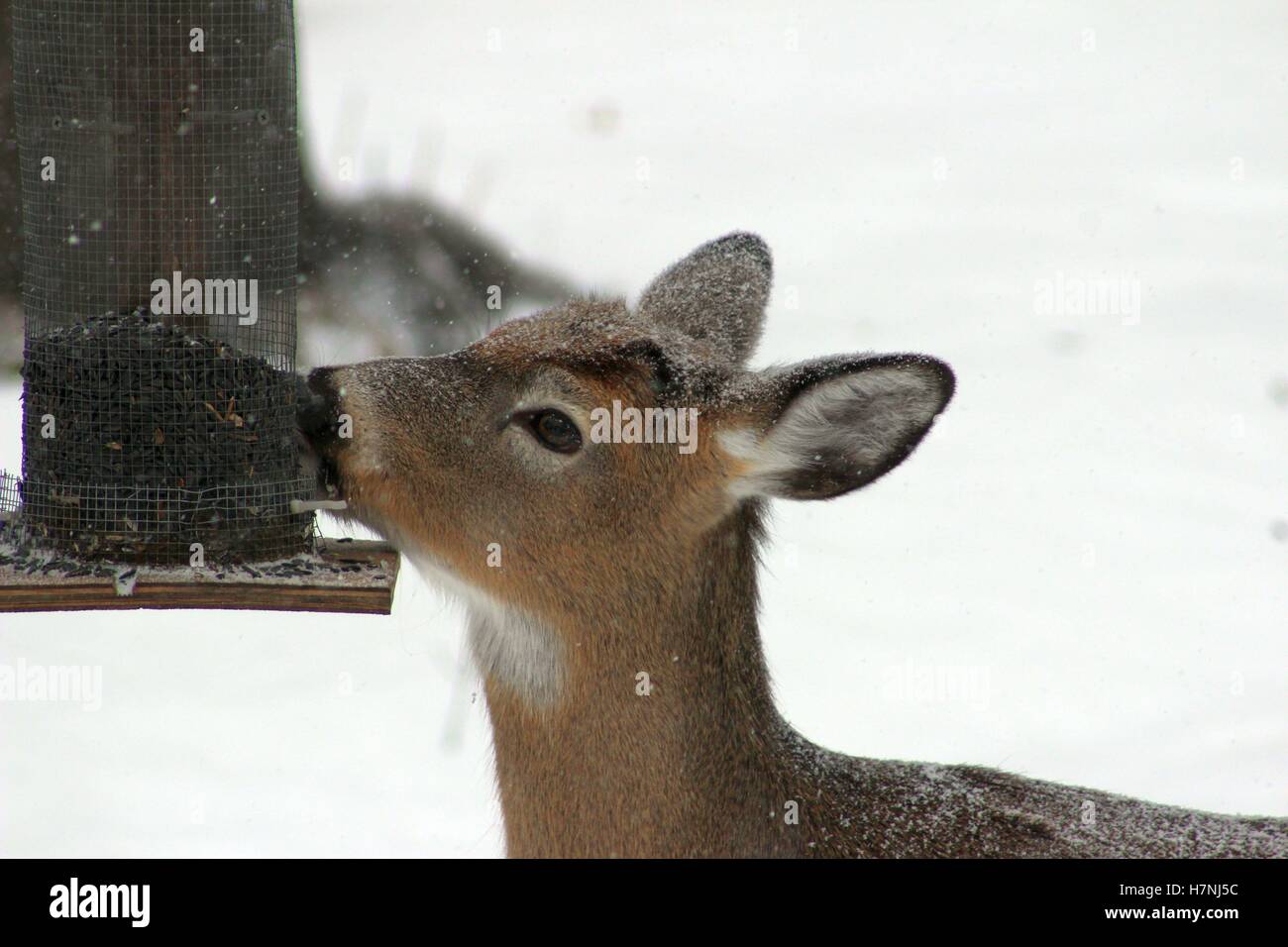 Young Deer Stealing Seed From The Bird Feeder Stock Photo Alamy