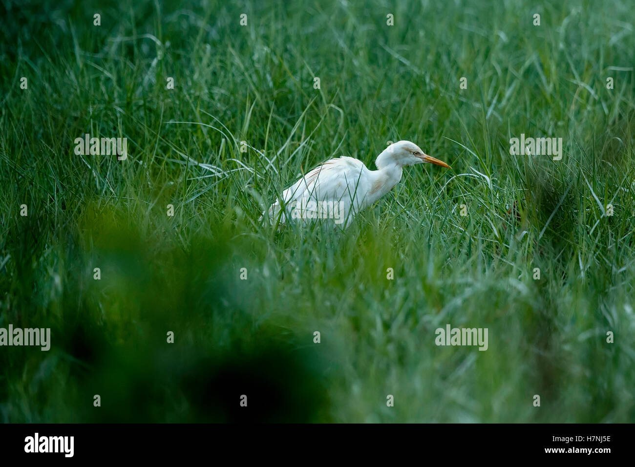Great egret in natural habitat with green grass background Stock Photo
