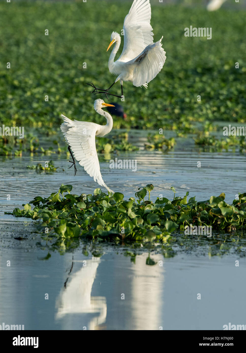 great egret fight Stock Photo